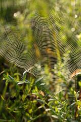 Web in the grass in the early morning, droplets of murals