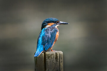 Kingfisher sitting on post
