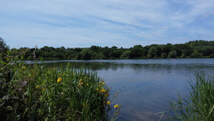 an overgrown riverbank