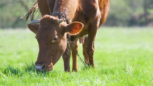 Milk cow grazing on green farm pasture on summer day. Feeding of cattle on farmland grassland