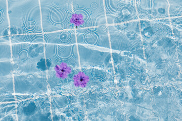 Purple flowers of hibiscus on a clear blue water surface. Ripple wave, splashes and drops in...