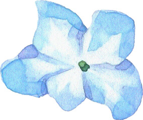 Summer Bloom Watercolor Set 34 © Pixelbuddha Studio