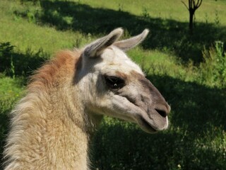 Obraz premium Un lama.