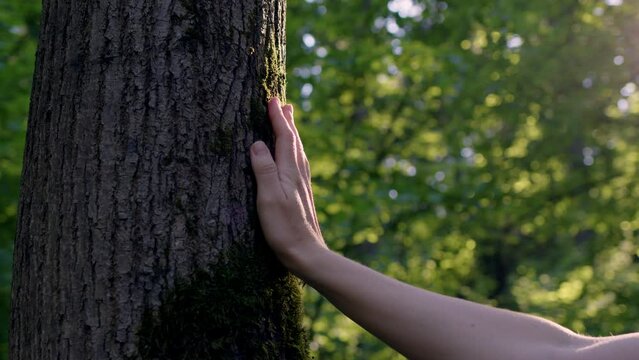 woman touch beautiful tree with picturesque green moss on it at sunset in forest or park. concept of environmental care, touch and unity with nature. saving green plants on earth.