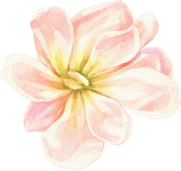 Summer Bloom Watercolor Set 10