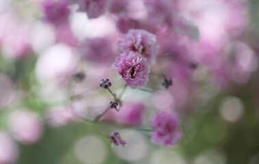 Soft focus blur gypsophila flower. Fog smoke nature horizontal copy space background.