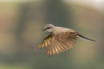 Western Kingbird (Tyrannus verticalis) in Flight