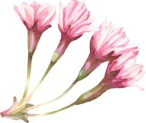 Summer Bloom Watercolor Set 44