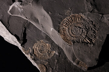 Fossili di ammonite del periodo giurassico inferiore, still life in primo piano su fondo nero 