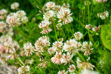 Field of blooming clover