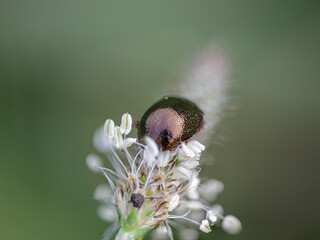 Beetle on a white flower macro