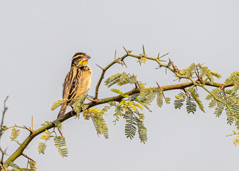 Weaver Bird juvenile on a bush tree