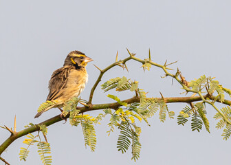 Weaver bird on a bush tree