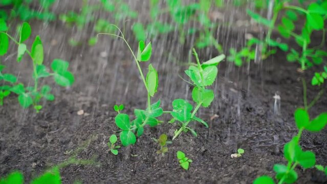 Watering the garden beds with growing young peas in the evening. Young green pea sprouts in water drops in slow motion