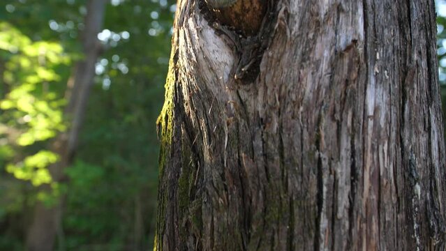 mossy cedar bark on tree, cedar tree in morning forest with moss on bark