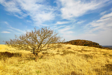 Obraz premium Lonely tree at the col Trédudon in the Monts d'Arrée in Brittany