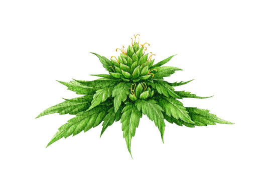 Cannabis flower with green leaves. Watercolor illustration. Hand drawn hemp plant botanical illustration. Cannabis indica or sativa herb flowers with buds, leaves element. White background