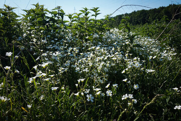 Field sapling (lat. cerastium arvence) like a beautiful carpet blooms in a clearing  