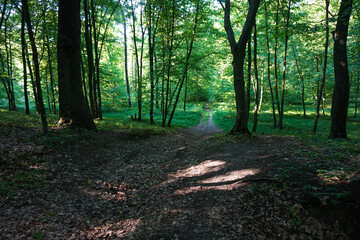 Marshy area in deciduous forest.