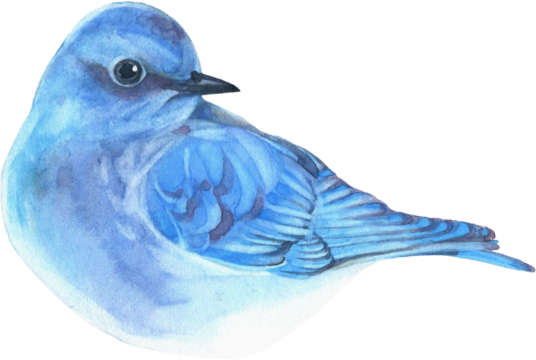 Summer Bloom Watercolor Set 08