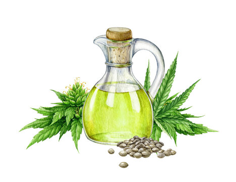 Hemp oil in glass bottle. Watercolor illustration. Raw cbd medical care oil from cannabis seeds. Hemp oil food and medicine supplement. Cannabis sativa medical herb extract in the bottle