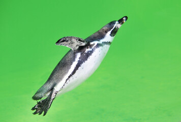 penguin on the beach