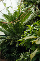 tropical trees and plants inside the greenhouse