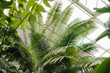 Obraz na płótnie Canvas huge green branches of palm among other exotic plants in greenhouse