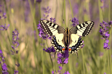 machaon
