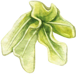 Watercolor Feathers and Leaves 11
