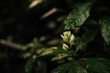 Fototapeta na wymiar whitefeldia flower, dark color, greenhouse