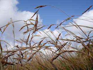 A meadow with dry grass for drought with white clouds in the background