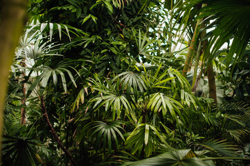 different exotic and tropic plants, green leaves, palms