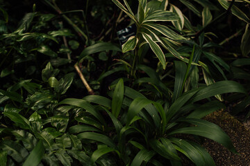 Naklejka na ściany i meble dark green leaves of exotic and tropic plants, trees, greenhouse, background