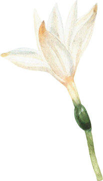 Summer Bloom Watercolor Set 62