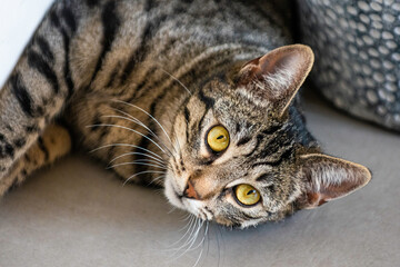 Chat de gouttière tigré, aux yeux vert / jaune, couchée mignonne