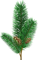 Christmas tree branche fir twig