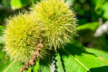 Detail of plants and trees
