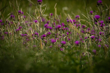 Color thistle meadow with grass in summer hot day near Roprachtice village