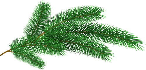 Christmas tree branche fir twig - obrazy, fototapety, plakaty