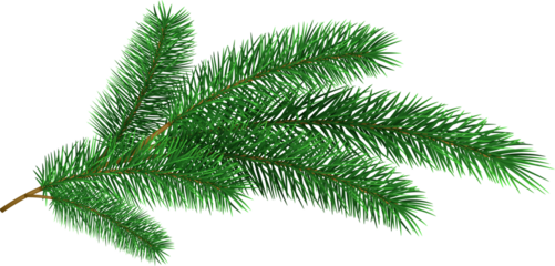 Christmas tree branche fir twig