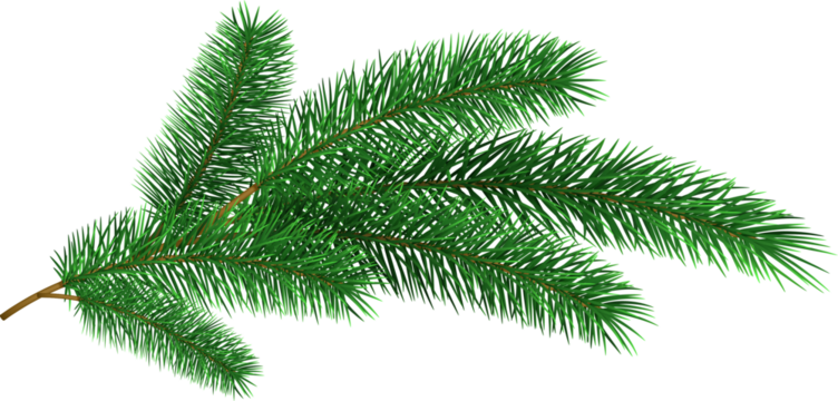 Christmas tree branche fir twig