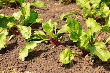 Close-up of beetroot leaves growing on a garden bed