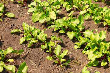 Close-up of beetroot leaves growing on a garden bed