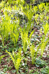 Young sprouts of spiral eagle fern close-up in spring forest in sunlight, botanical plant growth, beauty in nature, Pteridium aquilinum or common bracken fern leaf