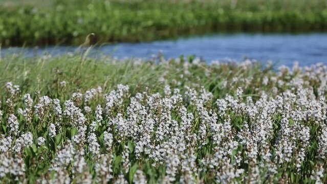 Menyanthes trifoliata. Buckbean in summer in the Arctic zone of Russia