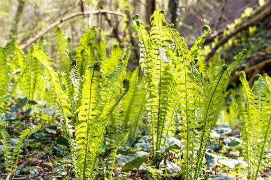 Young sprouts of spiral eagle fern close-up in spring forest in sunlight, botanical plant growth, beauty in nature, Pteridium aquilinum or common bracken fern leaf