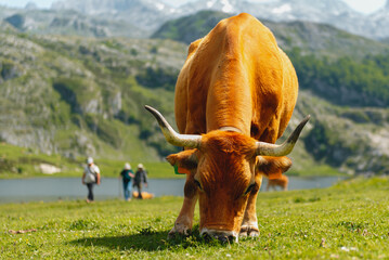 brown cow grazing quietly in the surroundings of the covadonga lakes in the picos de europa...