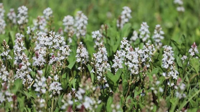 Menyanthes trifoliata. Buckbean in summer in the Arctic zone of Russia