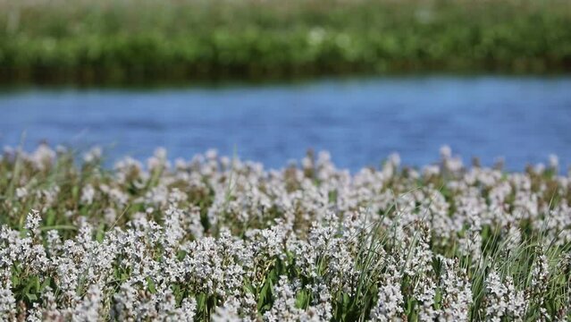 Menyanthes trifoliata. Buckbean in summer in the Arctic zone of Russia